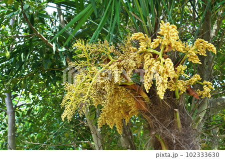 黄色いシュロの花（春、四月） 102333630