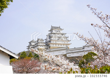 桜が満開の世界遺産・姫路城の春 102333746