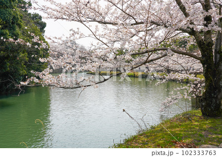 桜が満開の世界遺産・姫路城の春 102333763
