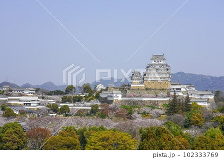 桜が満開の世界遺産・姫路城の春 桜が満開の世界遺産・姫路城の春 102333769