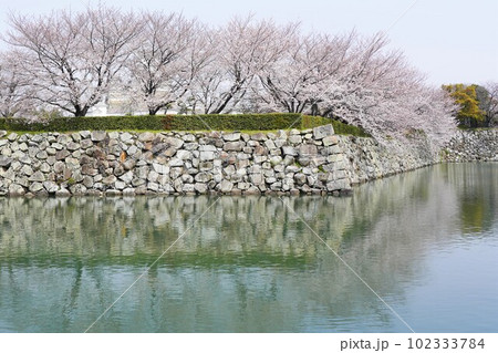 桜が満開の世界遺産・姫路城の春 102333784