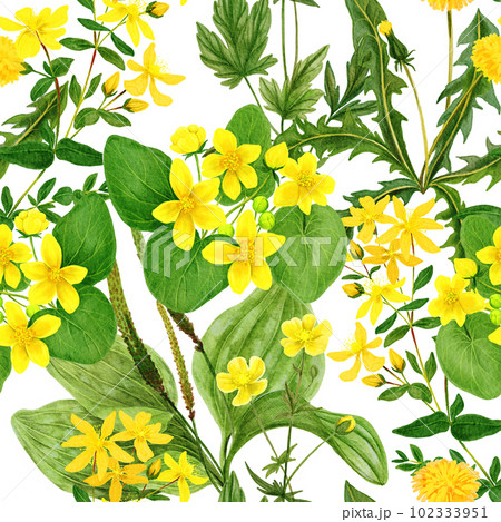 Watercolor seamless pattern, yellow wild field flowers and herbs Watercolor seamless pattern, yellow wild field flowers and herbs 102333951