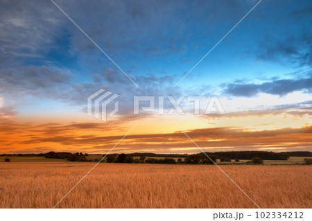 Sunset in the countryside in late summer - lots of copyspace 102334212