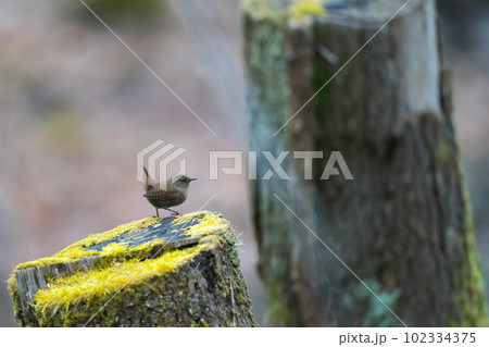 切り株にとまってあたりの様子を伺っているミソサザイ 102334375