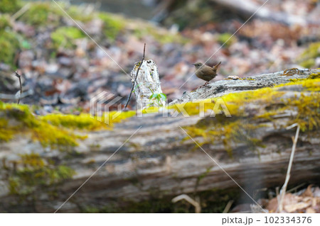 倒木にとまってあたりの様子を伺っているミソサザイ 倒木にとまってあたりの様子を伺っているミソサザイ 102334376