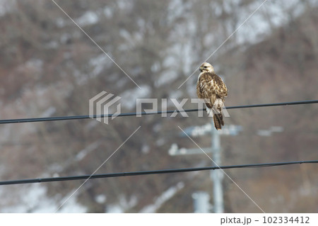 電線にとまってあたりの様子を伺うノスリ 電線にとまってあたりの様子を伺うノスリ 102334412