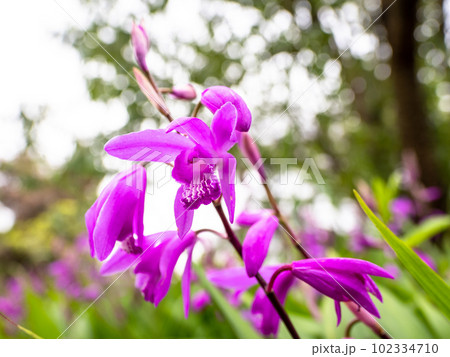 薄曇りの初夏の日に咲いているシラン（紫蘭）の花 102334710