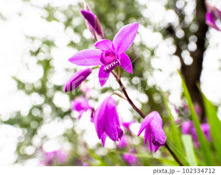 薄曇りの初夏の日に咲いているシラン(紫蘭)の花 薄曇りの初夏の日に咲いているシラン(紫蘭)の花 102334712