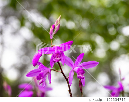 薄曇りの初夏の日に咲いているシラン(紫蘭)の花 薄曇りの初夏の日に咲いているシラン(紫蘭)の花 102334715