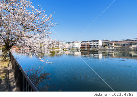 琵琶湖疏水　春の夷川ダム 102334865