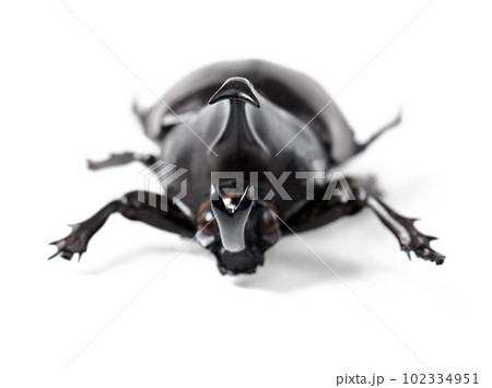 Closeup, insect and beetle on a white background in studio for wildlife, zoology and natural ecosystem. Animal mockup, nature and isolated black creature for environment, entomology study and bug 102334951
