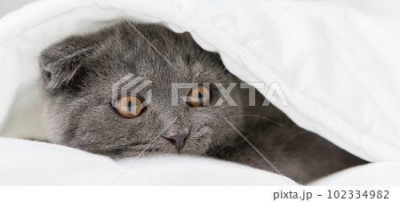 Small Scottish kitten lying down on white bed of relaxing and cozy wellbeing in home. Small Scottish kitten lying down on white bed of relaxing and cozy wellbeing in home. 102334982
