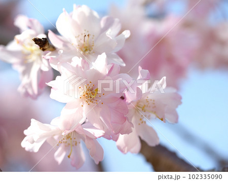 満開の桜 満開の桜 102335090