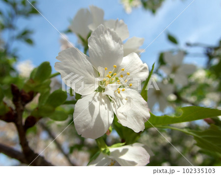 葉の中で咲く白い山桜 102335103