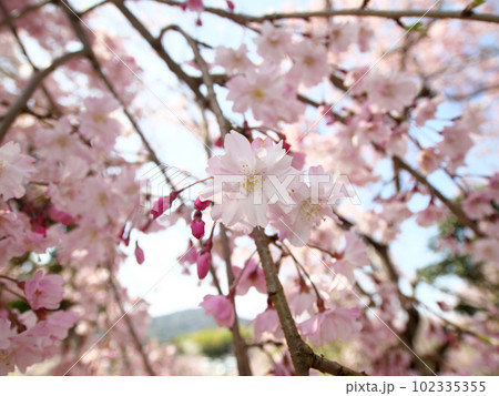 幸田中央公園のしだれ桜 幸田中央公園のしだれ桜 102335355