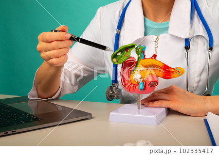 Doctor gynecologist showing pen on plastic model human pancreas closeup Doctor gynecologist showing pen on plastic model human pancreas closeup 102335417