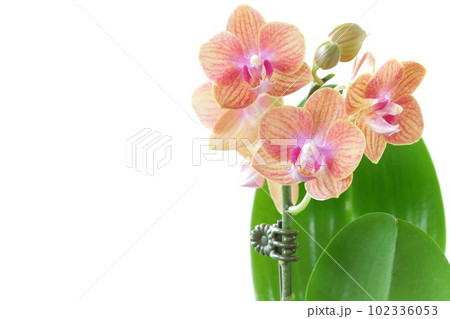 ミニ胡蝶蘭　ピンク色と肌色の花　明るい背景 102336053