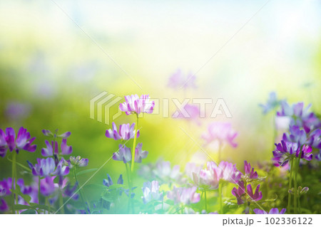 レンゲの花 レンゲの花 102336122