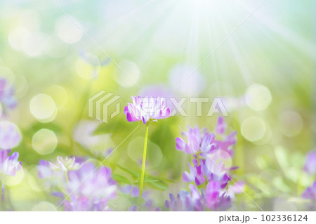 レンゲの花 レンゲの花 102336124