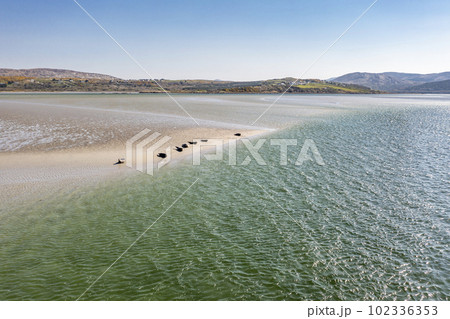 Seals swimming and and resting at Gweebarra bay - County Donegal, Ireland 102336353