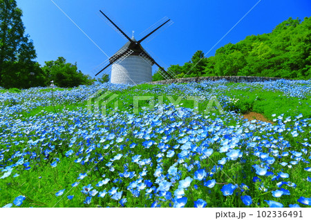 【徳島県】晴天のあすたむらんど徳島の風車の丘（ネモフィラ） 102336491