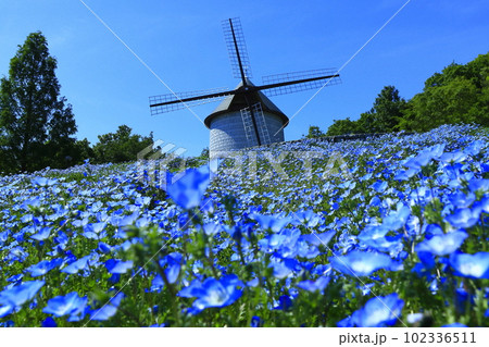 【徳島県】晴天のあすたむらんど徳島の風車の丘（ネモフィラ） 102336511