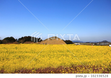 古墳と菜の花畑のある風景 102336528