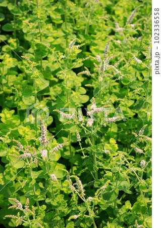 植物イメージ_花の咲くミントの風景 102336558