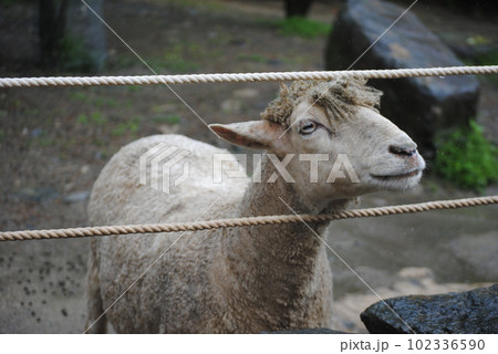 顔を出すヤギ 102336590