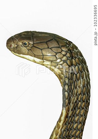 Close up head king cobra on white background  have path Close up head king cobra on white background  have path 102336695