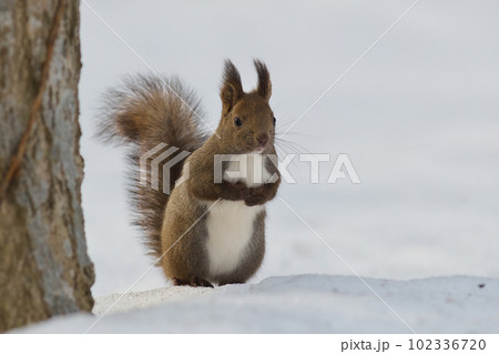 御用聞きポーズでこちらの様子を伺っているエゾリス 102336720