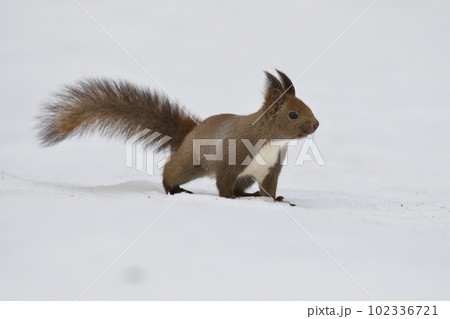 雪の中に立ち止まってこちらの様子を見ているエゾリス 102336721