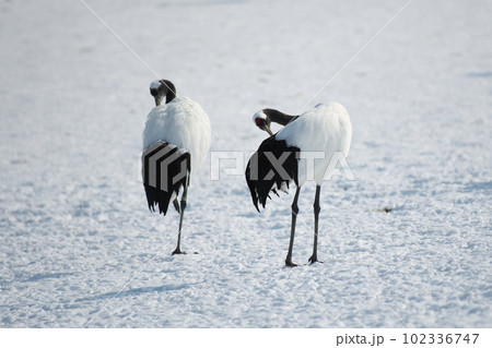 静かに羽繕いをするタンチョウ 102336747