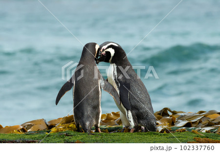 Group of Magellanic Penguins gathered on a sandy beach Group of Magellanic Penguins gathered on a sandy beach 102337760