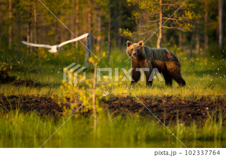 Eurasian Brown bear by a pond in a forest in autumn 102337764
