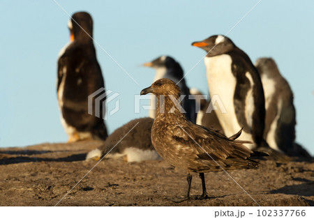 Falkland skua waiting to steal a penguin chick near gentoo penguin colony Falkland skua waiting to steal a penguin chick near gentoo penguin colony 102337766