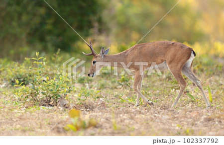 Pampas deer grazing at sunset 102337792