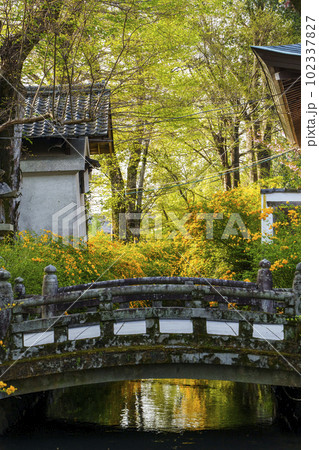 早朝の松尾大社 満開の山吹(京都市西京区嵐山宮町) 早朝の松尾大社 満開の山吹(京都市西京区嵐山宮町) 102337827