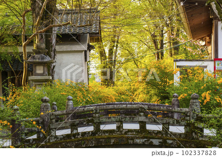 早朝の松尾大社　満開の山吹（京都市西京区嵐山宮町） 102337828