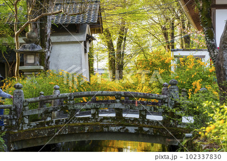 早朝の松尾大社 満開の山吹(京都市西京区嵐山宮町) 早朝の松尾大社 満開の山吹(京都市西京区嵐山宮町) 102337830