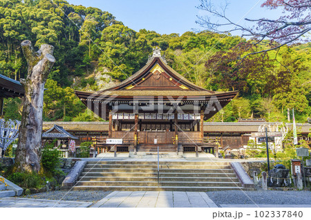 早朝の松尾大社 拝殿 山吹の咲く季節(京都市西京区嵐山宮町) 早朝の松尾大社 拝殿 山吹の咲く季節(京都市西京区嵐山宮町) 102337840