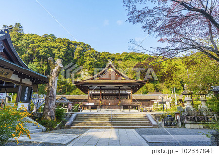 早朝の松尾大社 拝殿 山吹の咲く季節(京都市西京区嵐山宮町) 早朝の松尾大社 拝殿 山吹の咲く季節(京都市西京区嵐山宮町) 102337841