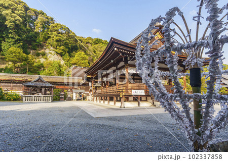 早朝の松尾大社　拝殿　山吹の咲く季節（京都市西京区嵐山宮町） 102337858