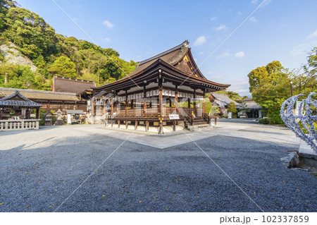 早朝の松尾大社　拝殿　山吹の咲く季節（京都市西京区嵐山宮町） 102337859
