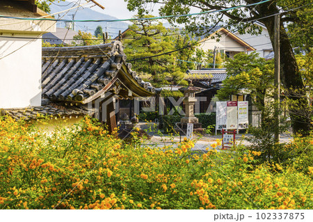 早朝の松尾大社　満開の山吹（京都市西京区嵐山宮町） 102337875
