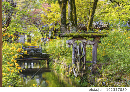早朝の松尾大社 満開の山吹(京都市西京区嵐山宮町) 早朝の松尾大社 満開の山吹(京都市西京区嵐山宮町) 102337880
