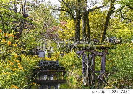 早朝の松尾大社 満開の山吹(京都市西京区嵐山宮町) 早朝の松尾大社 満開の山吹(京都市西京区嵐山宮町) 102337884