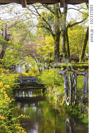 早朝の松尾大社　満開の山吹（京都市西京区嵐山宮町） 102337885