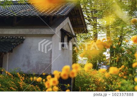 早朝の松尾大社　満開の山吹（京都市西京区嵐山宮町） 102337888