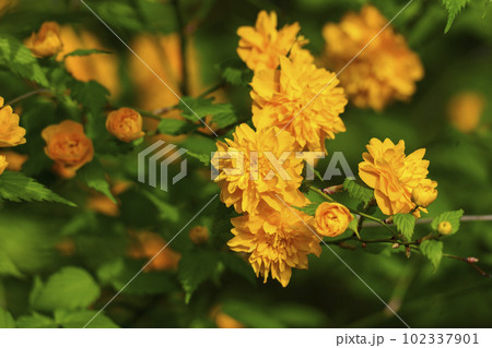 松尾大社 満開の山吹(京都市西京区嵐山宮町) 松尾大社 満開の山吹(京都市西京区嵐山宮町) 102337901